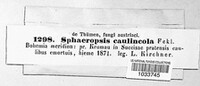 Sphaeropsis caulincola image